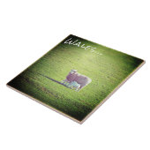 Schafe und Lämmer auf grünen Wales Fliese (Seite)