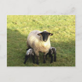 Schafe und Lämmer Postkarte (Vorderseite)
