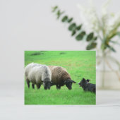 Schafe und Schafe Postkarte (Stehend Vorderseite)