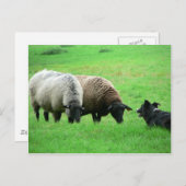 Schafe und Schafe Postkarte (Vorne/Hinten)