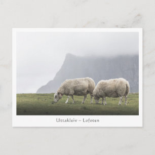 Schafe Uttakleiv Lofoten-Inseln Postkarte