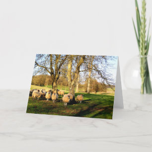 Schafe zu Ostern in Somerset Feiertagskarte