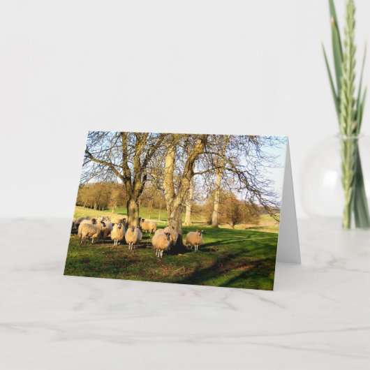 Schafe zu Ostern in Somerset Feiertagskarte (Vorderseite)