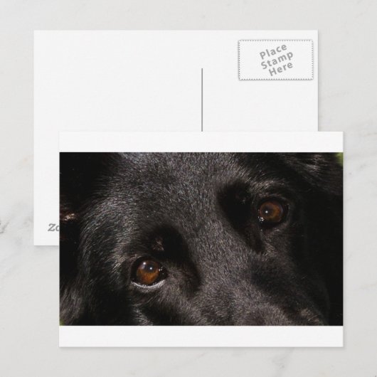 Schäferaugen Postkarte (Vorne/Hinten)