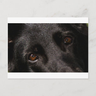 Schäferaugen Postkarte