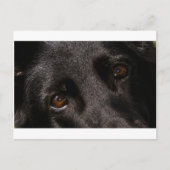 Schäferaugen Postkarte (Vorderseite)