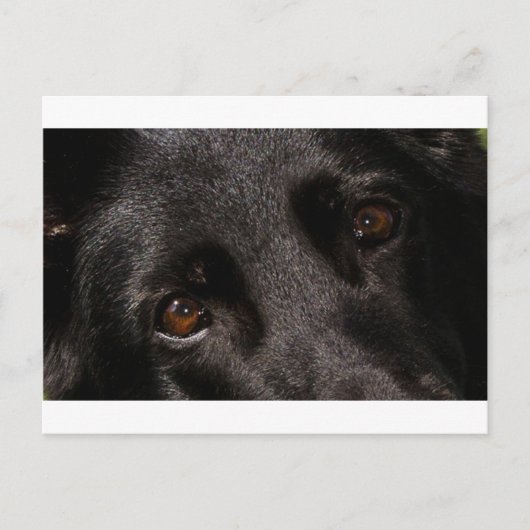 Schäferaugen Postkarte (Vorderseite)