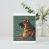 Schäferhund am Sonnenuntergang - "Zamp " Postkarte (Stehend Vorderseite)