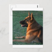 Schäferhund am Sonnenuntergang - "Zamp " Postkarte (Vorne/Hinten)