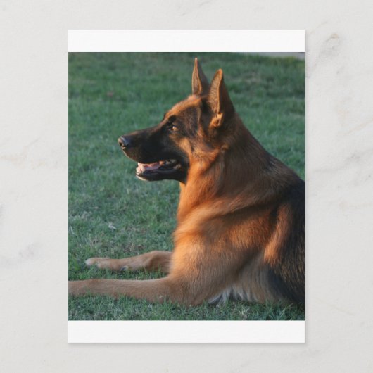 Schäferhund am Sonnenuntergang - "Zamp " Postkarte (Vorderseite)