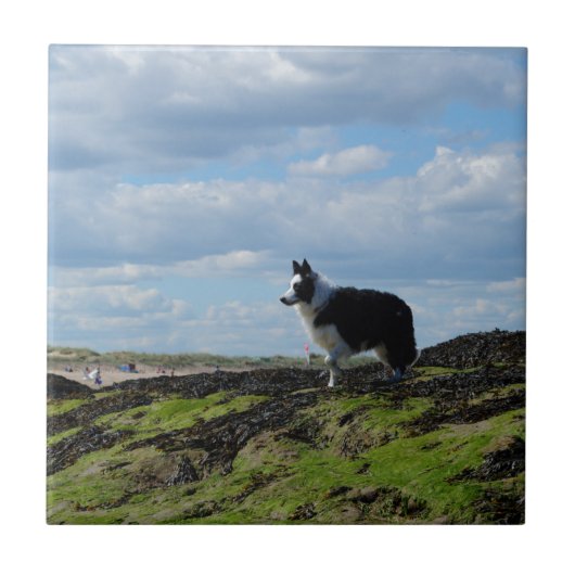 Schäferhund bereit auf Felsen Fliese (Vorderseite)