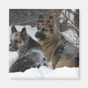 Schäferhund-beste Freunde Magnet