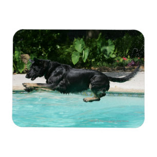 Schäferhund, der in Wasser springt Magnet