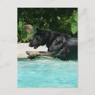 Schäferhund, der in Wasser springt Postkarte