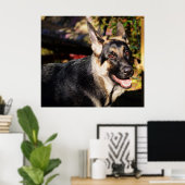 Schäferhund durch Shirley Taylor Poster (Heimbüro)