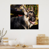 Schäferhund durch Shirley Taylor Poster (Küche)