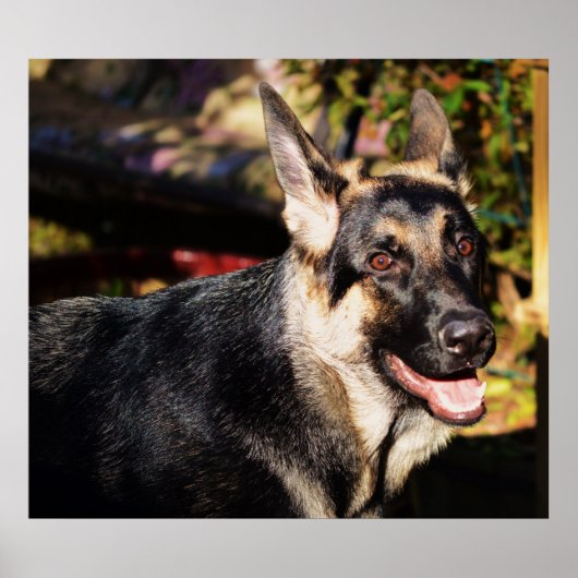 Schäferhund durch Shirley Taylor Poster (Vorne)
