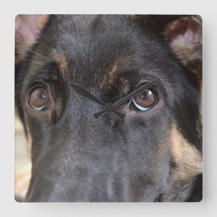Schäferhund durch Shirley Taylor Quadratische Wanduhr