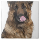 Schäferhund Fliese (Vorderseite)