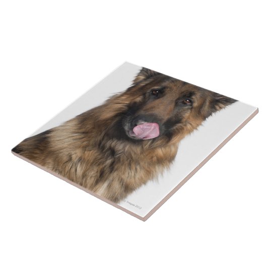 Schäferhund Fliese (Seite)