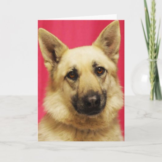 Schäferhund-Gruß-Karte Karte (Vorderseite)