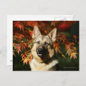Schäferhund-Herbst-Blätter Postkarte (Vorne/Hinten)