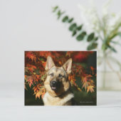 Schäferhund-Herbst-Blätter Postkarte (Stehend Vorderseite)