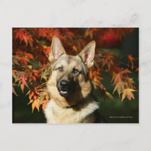 Schäferhund-Herbst-Blätter Postkarte