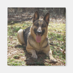 Schäferhund-Hundebild-Magnet Magnet
