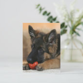 Schäferhund-Hundeentwurf Postkarte (Stehend Vorderseite)