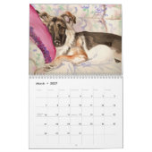 Schäferhund-Hundekalender Kalender (Mär 2027)