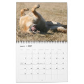 Schäferhund-Hundewandkalender Kalender (Mär 2027)