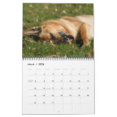 Schäferhund-Hundewandkalender Kalender (Mär 2026)