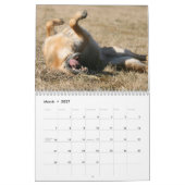Schäferhund-Hundewandkalender Kalender (Mär 2027)
