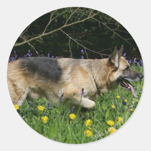 Schäferhund in den gelben Blumen Runder Aufkleber