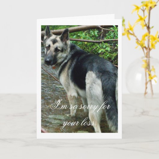 Schäferhund in The Creek; Beileid Karte (Gelbe Blume)