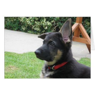 Schäferhund-Karte