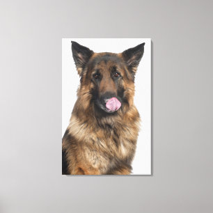 Schäferhund Leinwanddruck