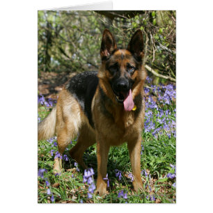 Schäferhund-Niederlegung