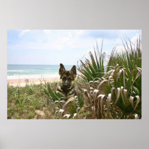 Schäferhund-Plakat-Strandhafer Poster