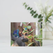 Schäferhund Postkarte (Stehend Vorderseite)