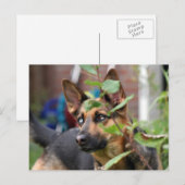 Schäferhund Postkarte (Vorne/Hinten)