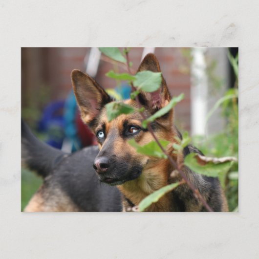 Schäferhund Postkarte (Vorderseite)