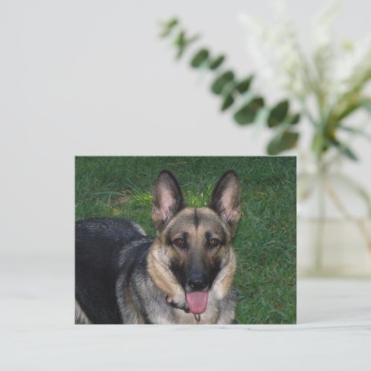 Schäferhund Postkarte (Stehend Vorderseite)