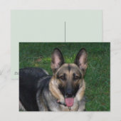 Schäferhund Postkarte (Vorne/Hinten)