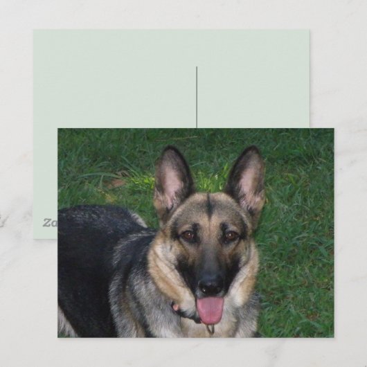 Schäferhund Postkarte (Vorne/Hinten)