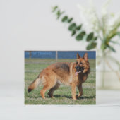 Schäferhund Postkarte (Stehend Vorderseite)