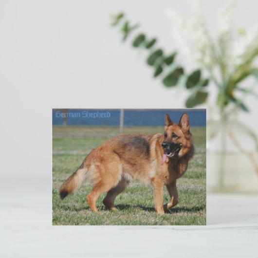 Schäferhund Postkarte (Stehend Vorderseite)