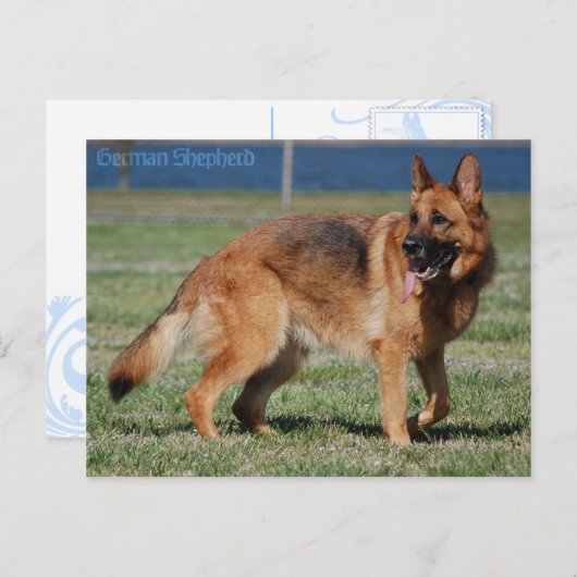 Schäferhund Postkarte (Vorne/Hinten)