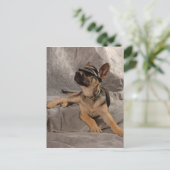 Schäferhund Postkarte (Stehend Vorderseite)